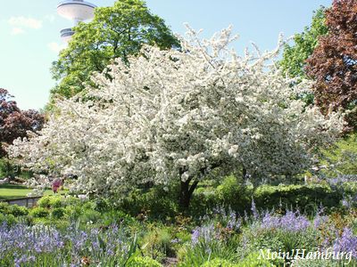 ドイツのりんごの花 ハンブルク徒然草