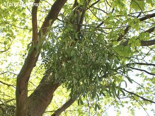 ハンブルク 植物園